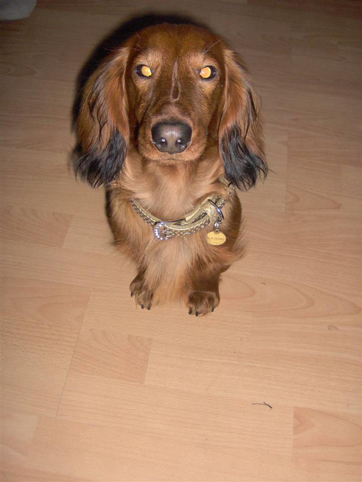 Dværggravhund Lille Soldal´s Bertram billede 13