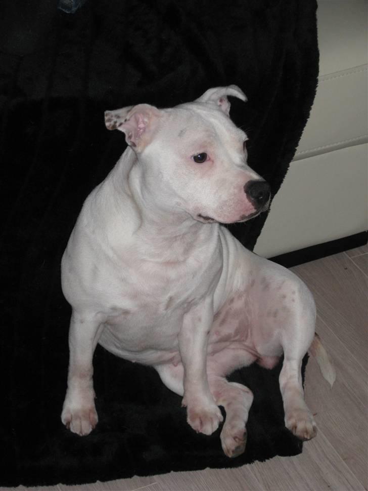 Staffordshire bull terrier Princess Liva billede 19