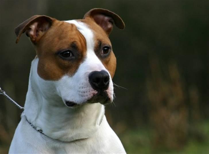 Amerikansk staffordshire terrier Zican´s Icon aka Biffan billede 10