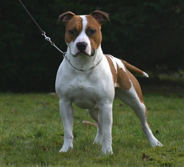 Amerikansk staffordshire terrier Zican´s Icon aka Biffan billede 11