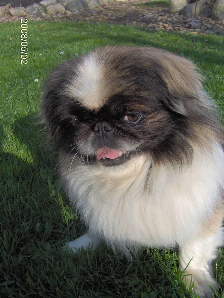 Pekingeser Gonzo billede 15