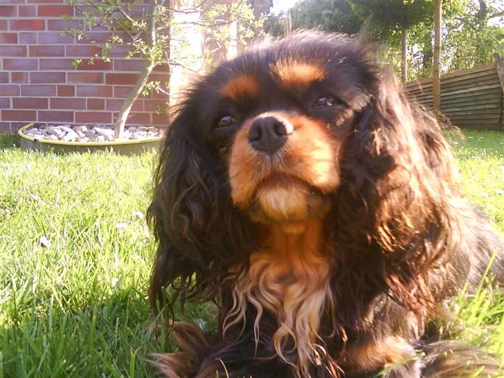 Cavalier king charles spaniel Floh <3 - Velkommen til Floh´s profil <3 billede 1