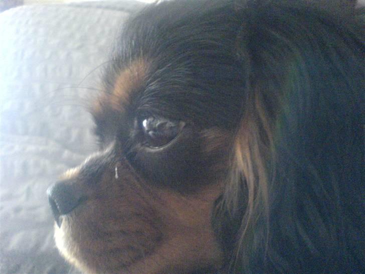 Cavalier king charles spaniel Floh <3 - smukt :).. billede 2