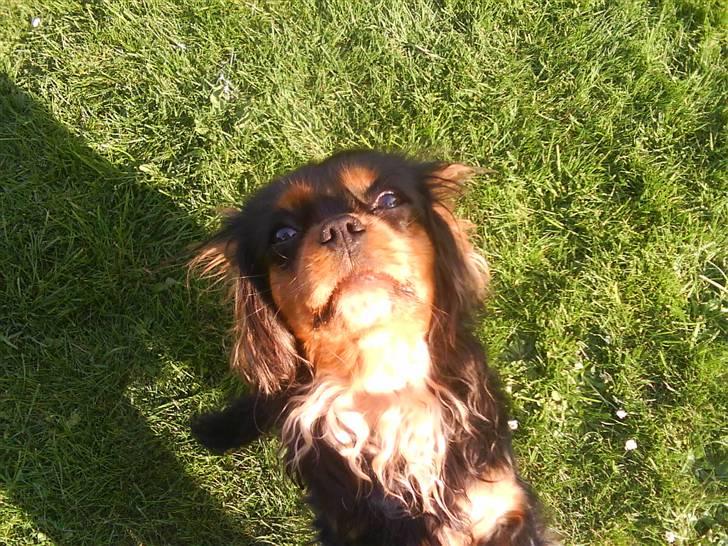 Cavalier king charles spaniel Floh <3 - xD billede 3