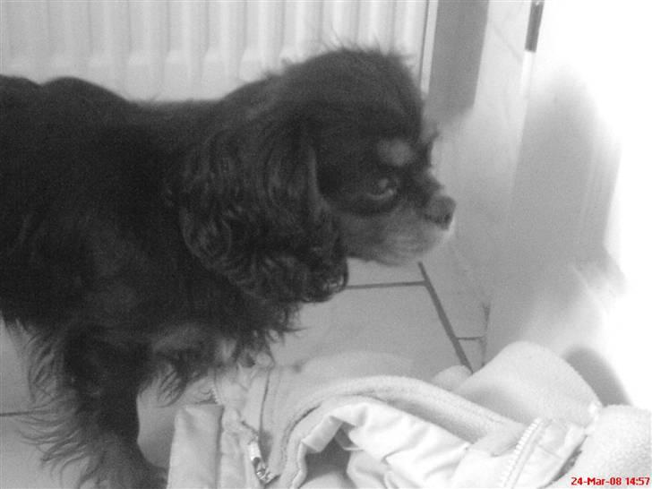 Cavalier king charles spaniel Floh <3 - Floh i sort-hvid :D<3 billede 4