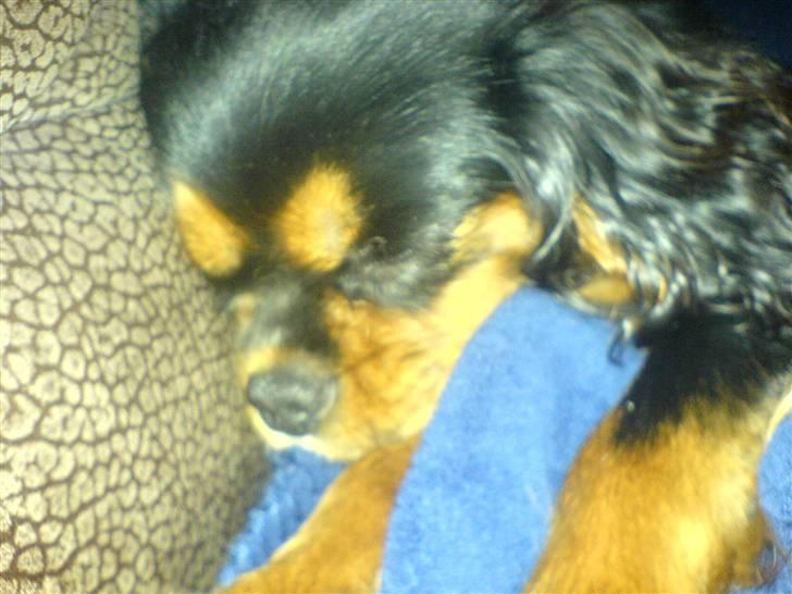 Cavalier king charles spaniel Floh <3 - Floh som sover :)...godnat skat <3 billede 5
