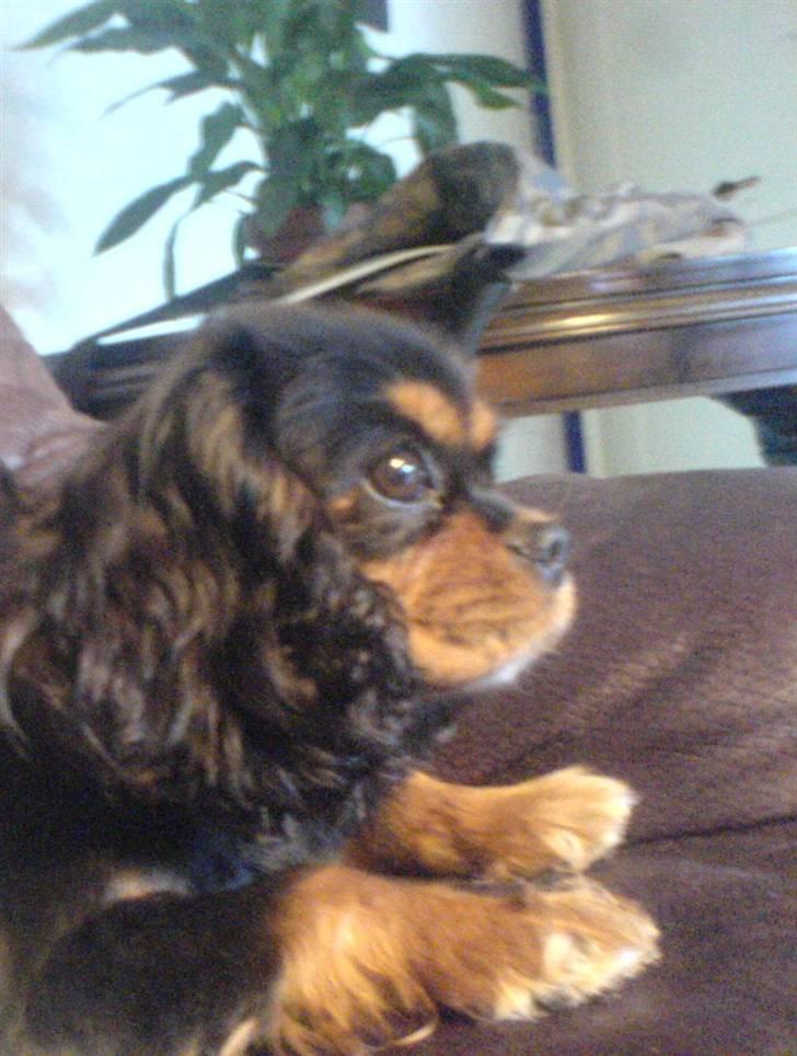 Cavalier king charles spaniel Floh <3 - Hva ser du søde<3? billede 6