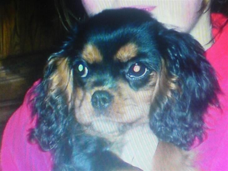 Cavalier king charles spaniel Floh <3 - da hun var lille :).. billede 7
