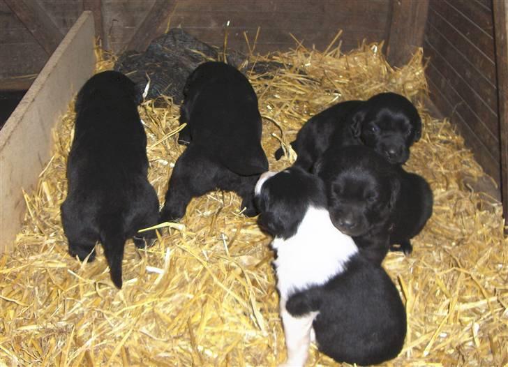 Blanding af racer Rico - anden kuld hvalpe   født  d.03-03--2006 billede 6