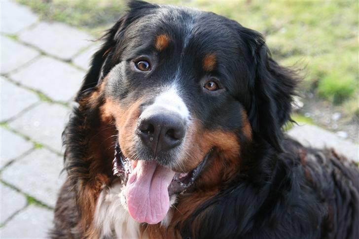 Berner sennenhund Bernhard - Jeg er en super glad basse - her 11 måneder gammel billede 1