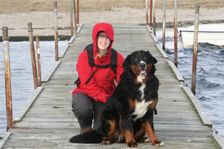 Berner sennenhund Bernhard billede 2