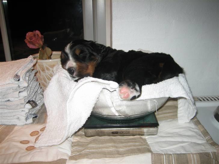 Berner sennenhund Bernhard - Det er hårdt at blive vejet. Her er jeg kun et par uger gammel billede 3