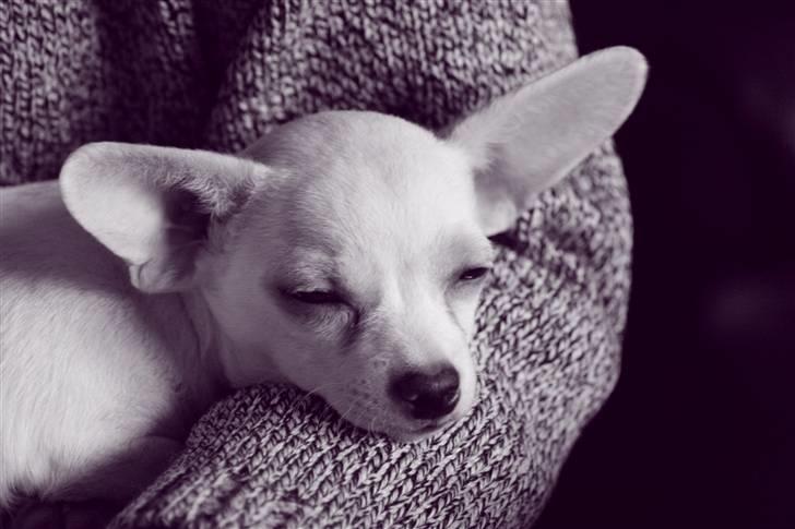 Chihuahua gucci billede 1