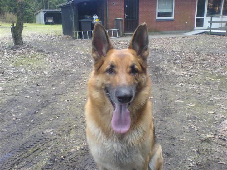 Schæferhund Shaggy billede 1