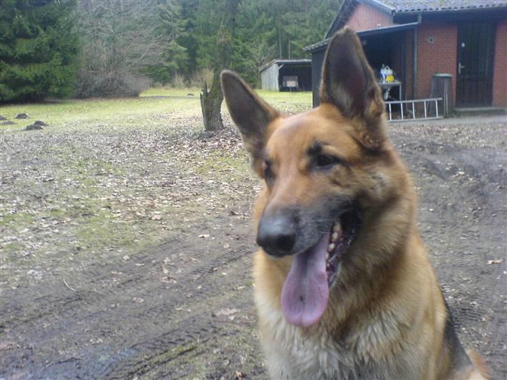 Schæferhund Shaggy billede 2