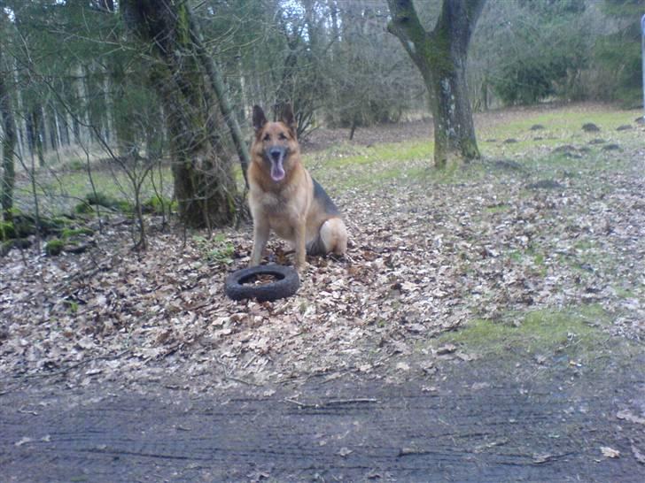 Schæferhund Shaggy billede 3