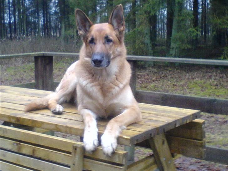 Schæferhund Shaggy billede 4