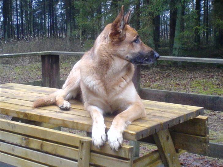 Schæferhund Shaggy billede 5