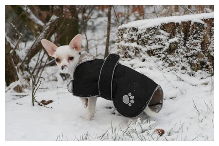 Chihuahua gucci billede 2