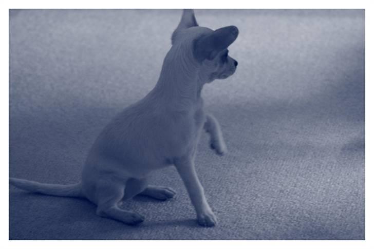 Chihuahua gucci billede 4