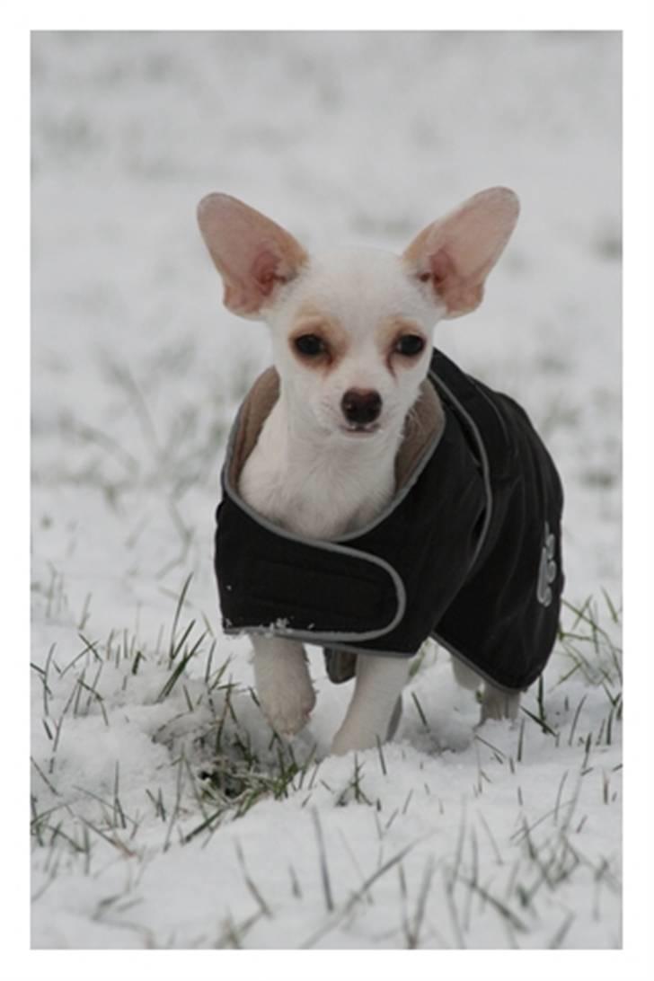 Chihuahua gucci billede 5