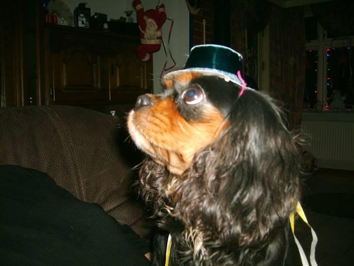Cavalier king charles spaniel Floh <3 - floh nytår hehe :)... billede 8