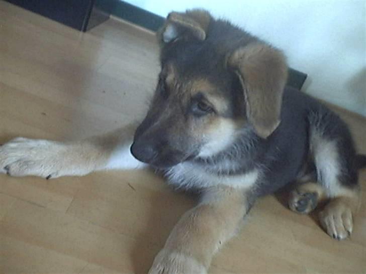 Schæferhund Shaggy billede 6