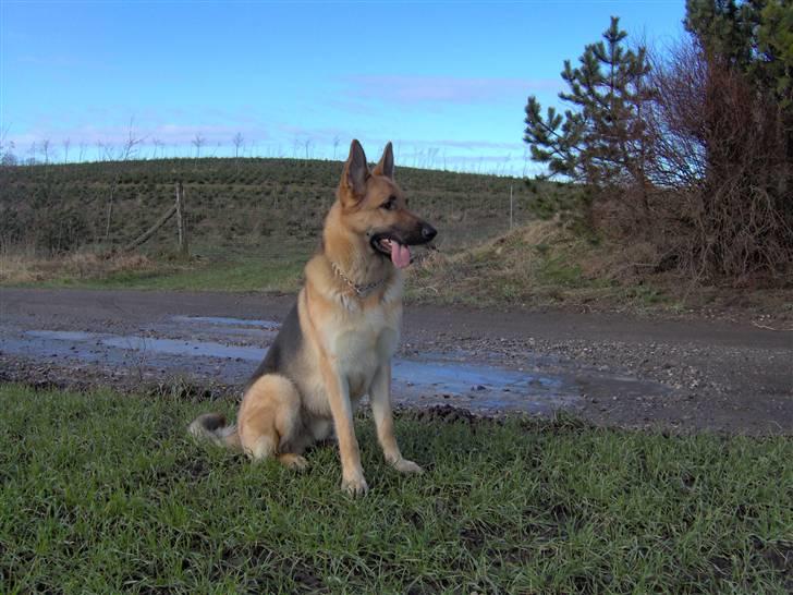 Schæferhund Shaggy billede 7