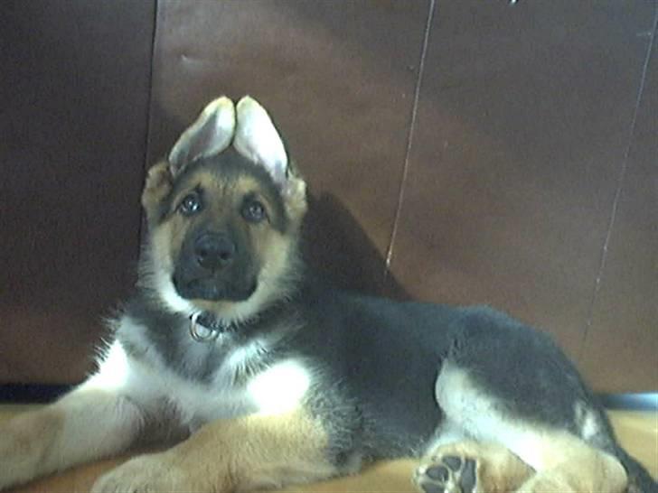 Schæferhund Shaggy billede 8