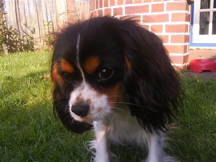 Cavalier king charles spaniel Lady <3 - Velkommen til Lady´s profil <3 billede 1