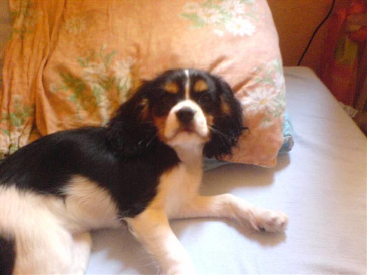 Cavalier king charles spaniel Lady <3 - Lady ligger på min pude :D.. billede 2