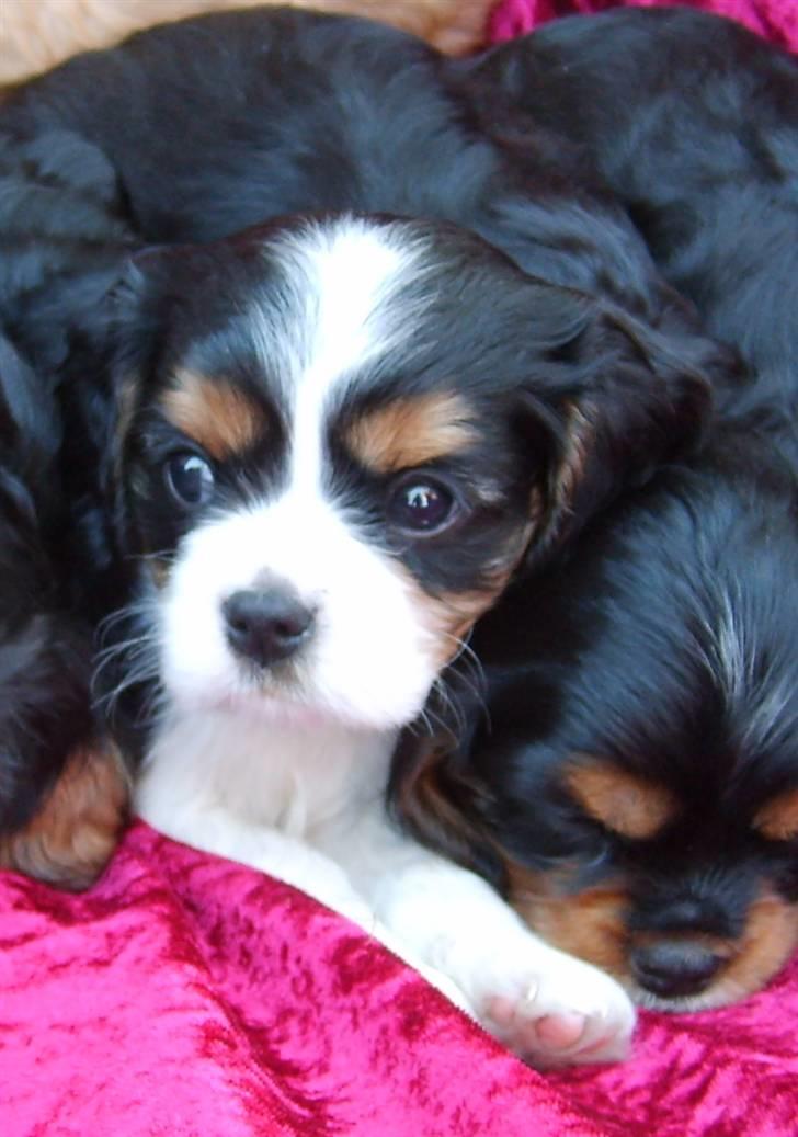 Cavalier king charles spaniel Lady <3 - Da hun var rigtig lille :D<3 billede 3