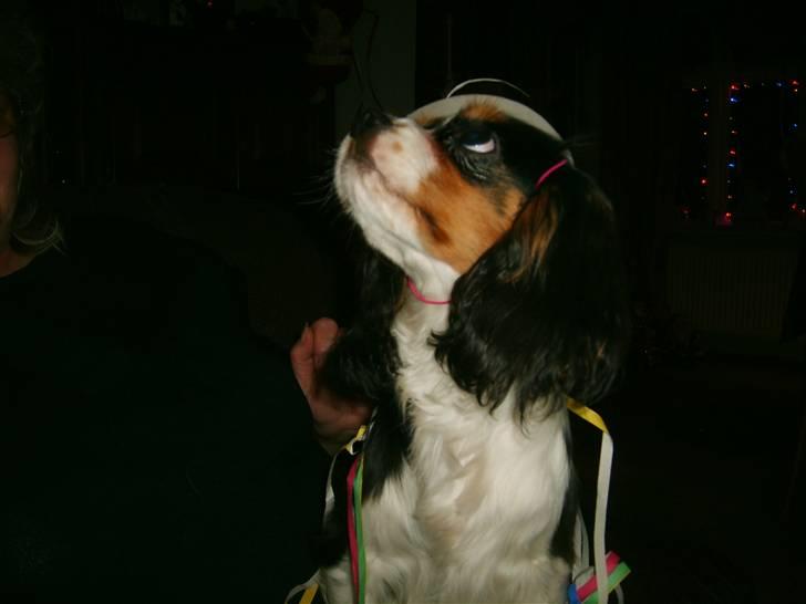 Cavalier king charles spaniel Lady <3 - Lady nytår hihi :)... billede 4
