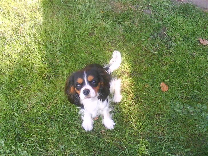 Cavalier king charles spaniel Lady <3 - se hvor lille hun er :´) xD billede 5