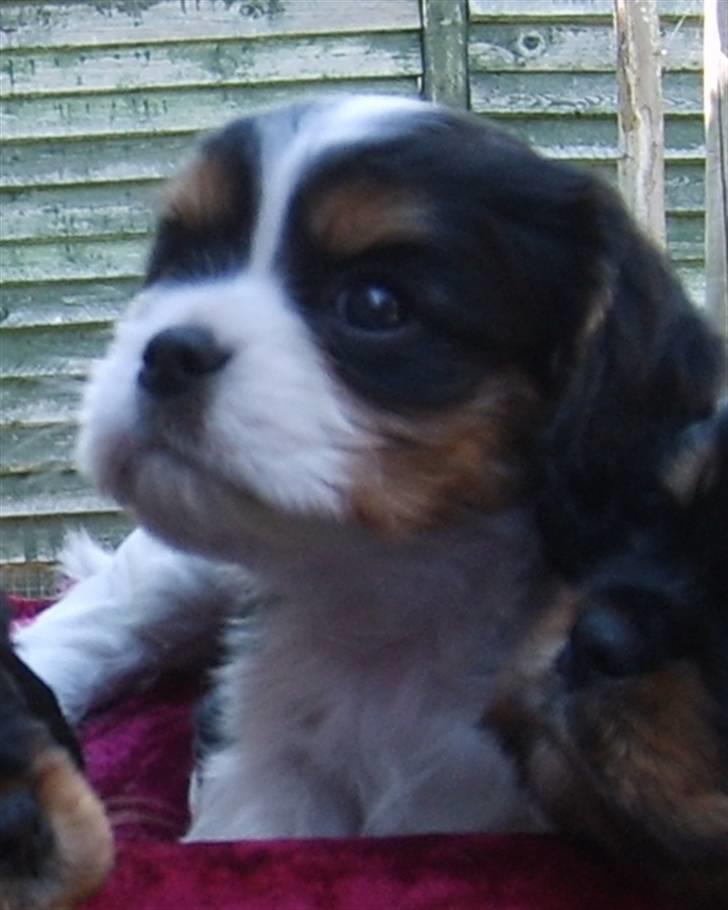 Cavalier king charles spaniel Lady <3 - igen et billede hvor hun var rigtig lille :D... billede 6
