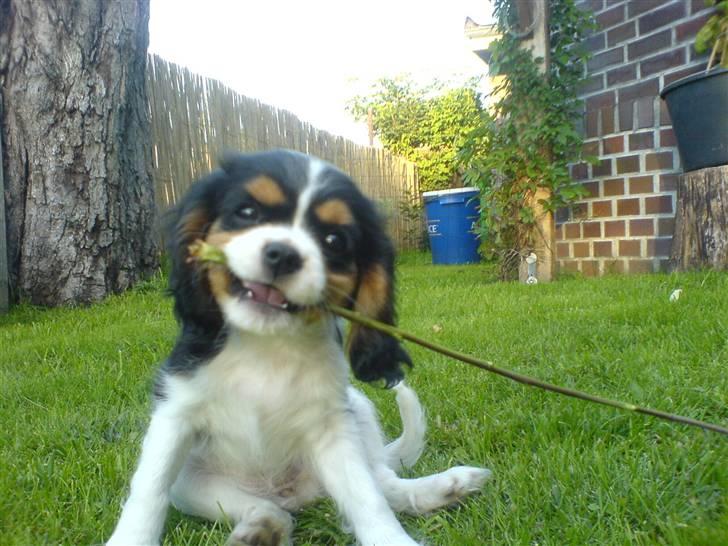 Cavalier king charles spaniel Lady <3 - elsker bare det her billedet <3 billede 7