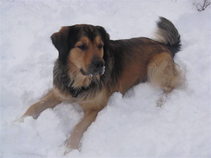 Blanding af racer Kovo - NYT! billede 18