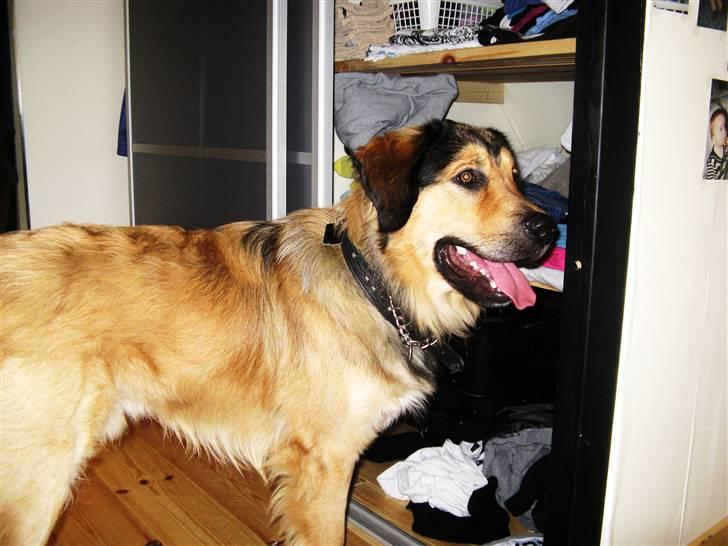 Blanding af racer Kovo - *NYT* billede 19