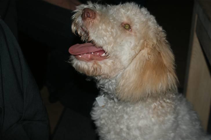 Lagotto romagnolo Ilare lapinlumon - Hva skal jeg gøre for dig? billede 6