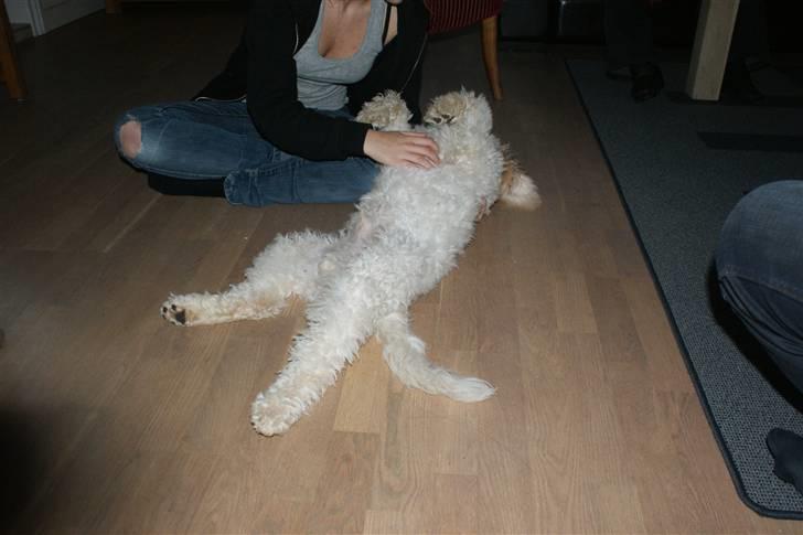Lagotto romagnolo Ilare lapinlumon - Uh han elsker og blive nusset med. billede 7