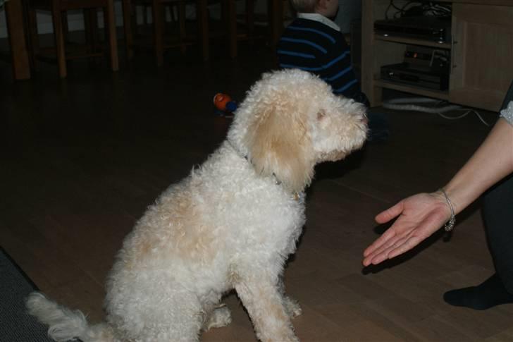 Lagotto romagnolo Ilare lapinlumon - Gino er rigtig god til at gi pote og gi fem billede 8