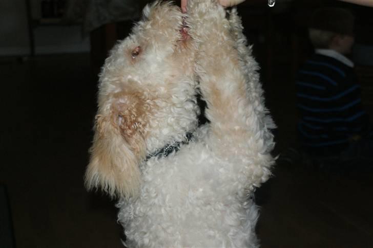 Lagotto romagnolo Ilare lapinlumon - Han vil også gerne ta poterne op. billede 10