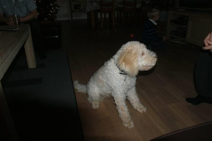 Lagotto romagnolo Ilare lapinlumon - Sit billede 11