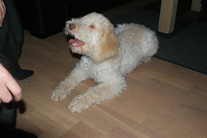 Lagotto romagnolo Ilare lapinlumon - Dæk billede 12