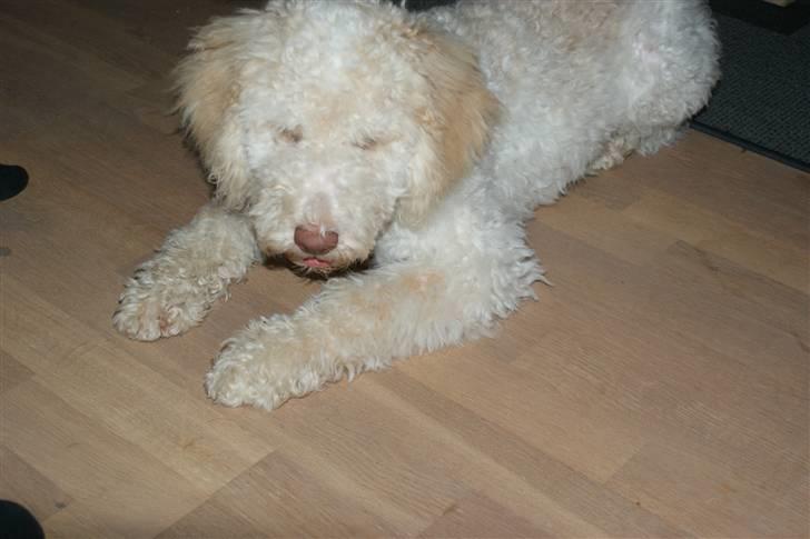 Lagotto romagnolo Ilare lapinlumon - 5 mdr gammel og bare så dejlig billede 13