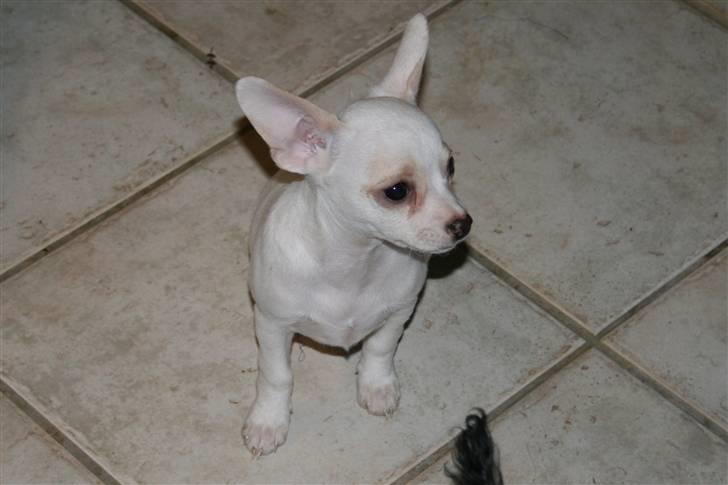 Chihuahua gucci billede 6