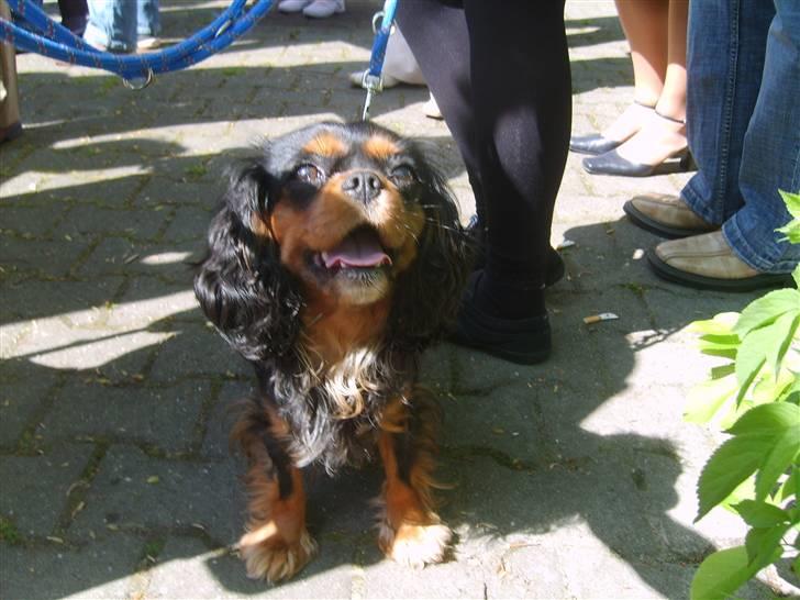 Cavalier king charles spaniel Floh <3 - hihi <3 sød lille floh <3 billede 9