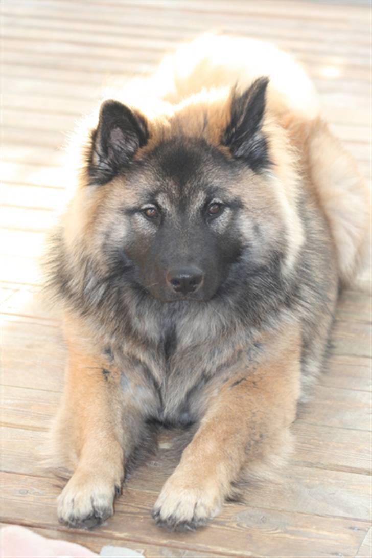 Eurasier Super Nova - 7½ Mrd billede 4