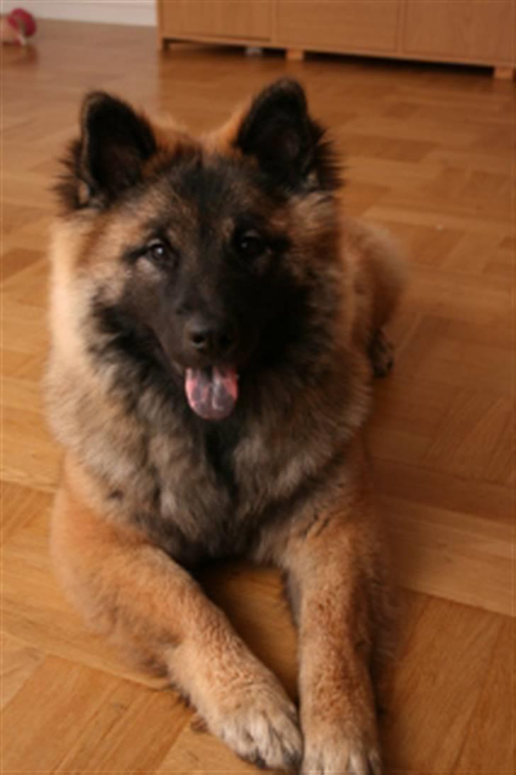 Eurasier Super Nova -  6½ mrd billede 5