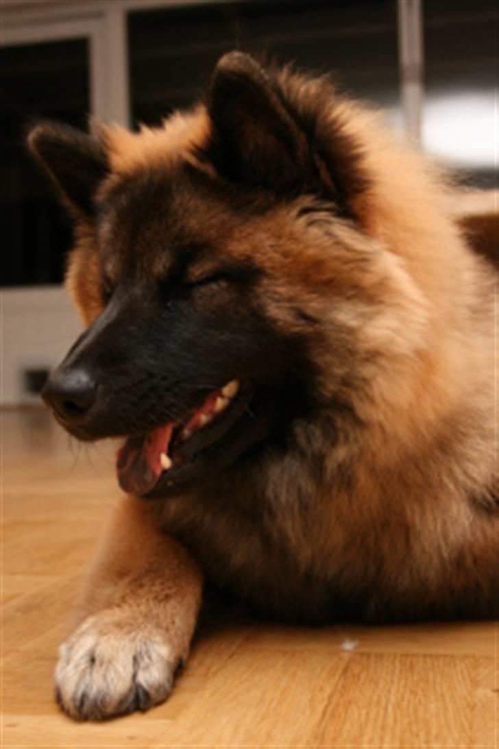Eurasier Super Nova -  6½ mrd billede 6